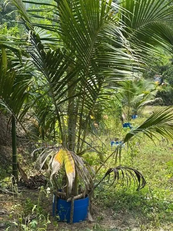 Agricultural Land For Sale Kosgama (Colombo District)