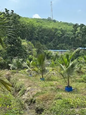 Agricultural Land For Sale Kosgama (Colombo District)
