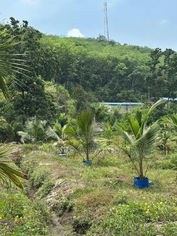 Agricultural Land For Sale Kosgama (Colombo District)