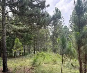 Land for Sale in Ella