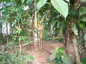 නුවර පාර පේන දුරින් කෑගල්ලෙන් අගනා ඉඩමක්