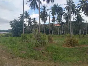 Kurunagala Narammala Land Sale