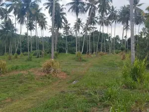 Kurunagala Narammala Land Sale