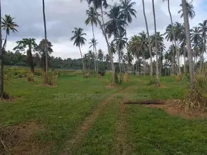 Kurunagala Narammala Land Sale
