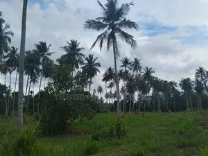 Kurunagala Narammala Land Sale
