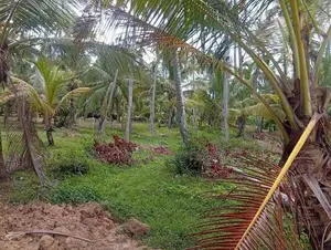 Kalugamuwa Land Sale in Narammala