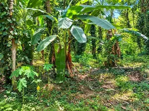37.75-Perch Land for Sale in Badalkumbura (SSPL-519)