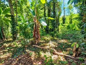 37.75-Perch Land for Sale in Badalkumbura (SSPL-519)