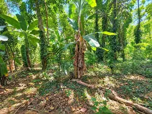 37.75-Perch Land for Sale in Badalkumbura (SSPL-519)