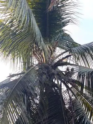 Land Sale In Nintavur Sainthamaruthu