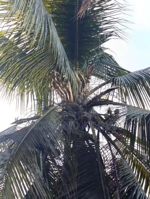 Land Sale In Nintavur Sainthamaruthu