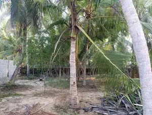 Land Sale In Nintavur Sainthamaruthu