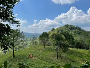 30-Acre Tea Estate Eco Tourism Land for Sale in Hiniduma