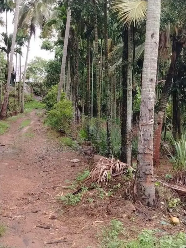 Valuable Property For Sale In Alawwa