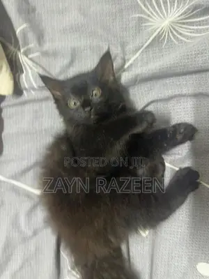 Persian Cat Black