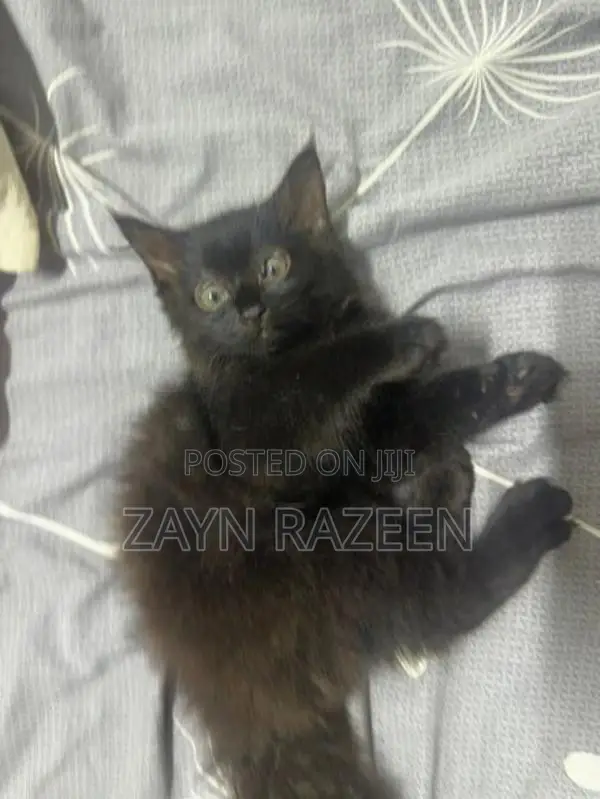 Persian Cat Black