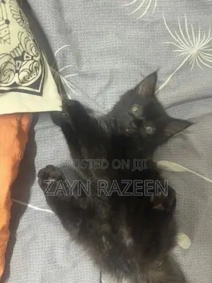 Persian Cat Black
