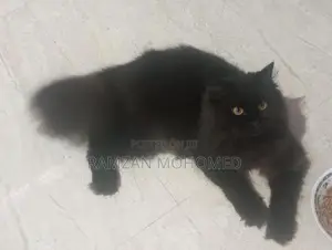 Black Persian Male Cat