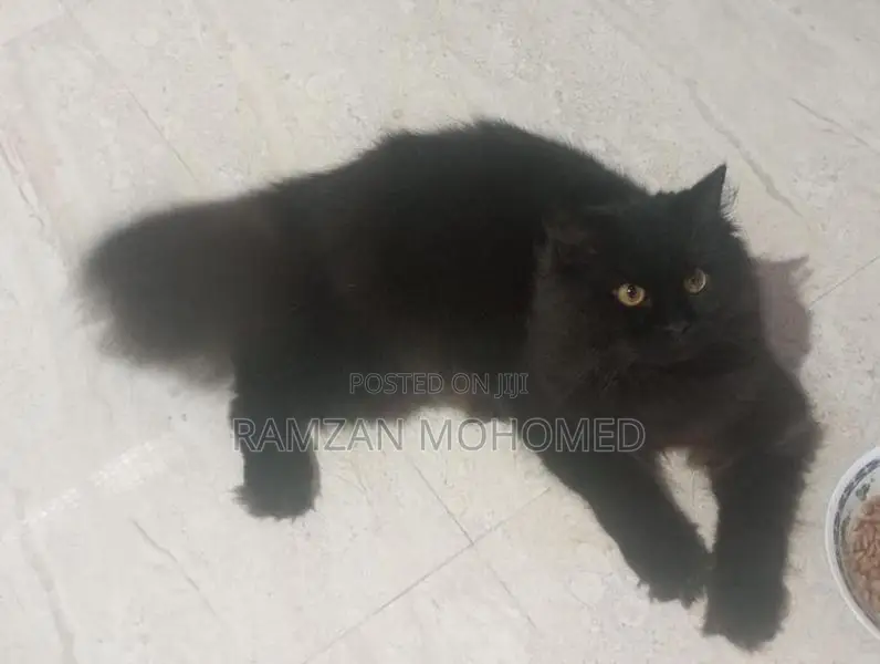 Black Persian Male Cat