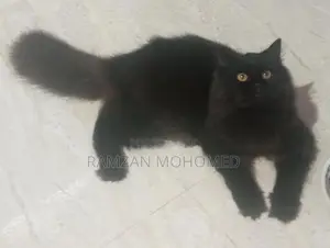 Black Persian Male Cat