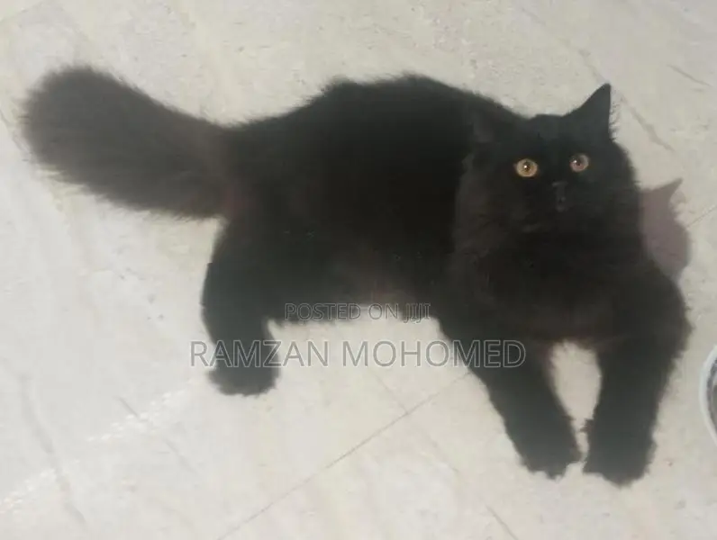 Black Persian Male Cat