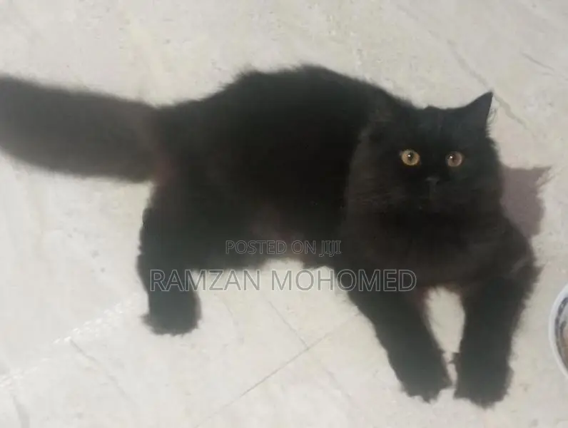 Black Persian Male Cat