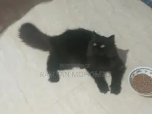 Black Persian Male Cat