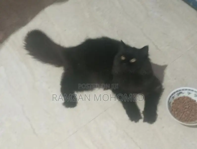 Black Persian Male Cat