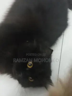 Black Persian Male Cat