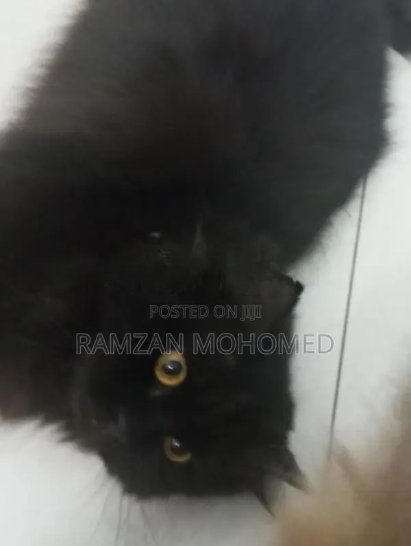 Black Persian Male Cat