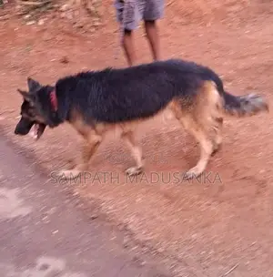 Lion Shepherd Dog