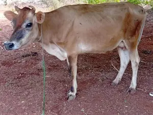Milk Cow