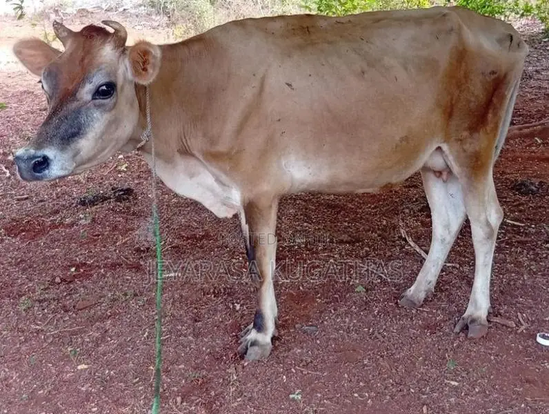 Milk Cow
