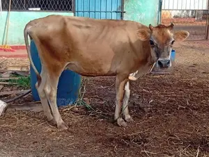 Milk Cow