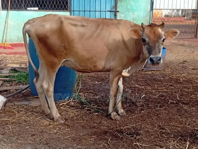Milk Cow