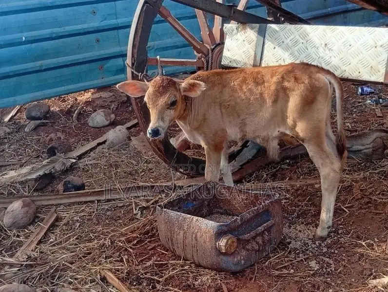 Milk Cow