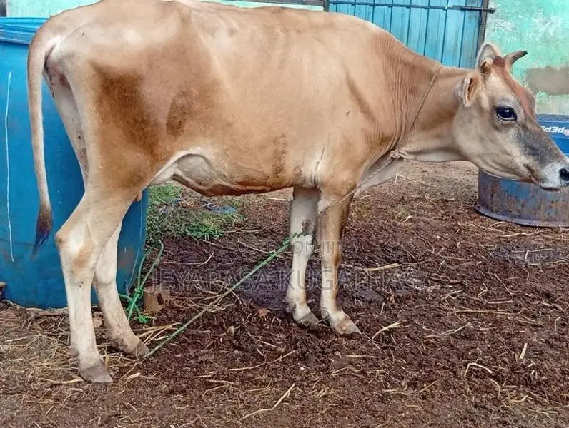 Milk Cow