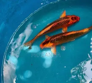 Koi Carp Fish
