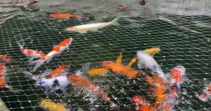 Koi Carp Fish