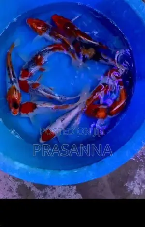 Koi Carp Fish