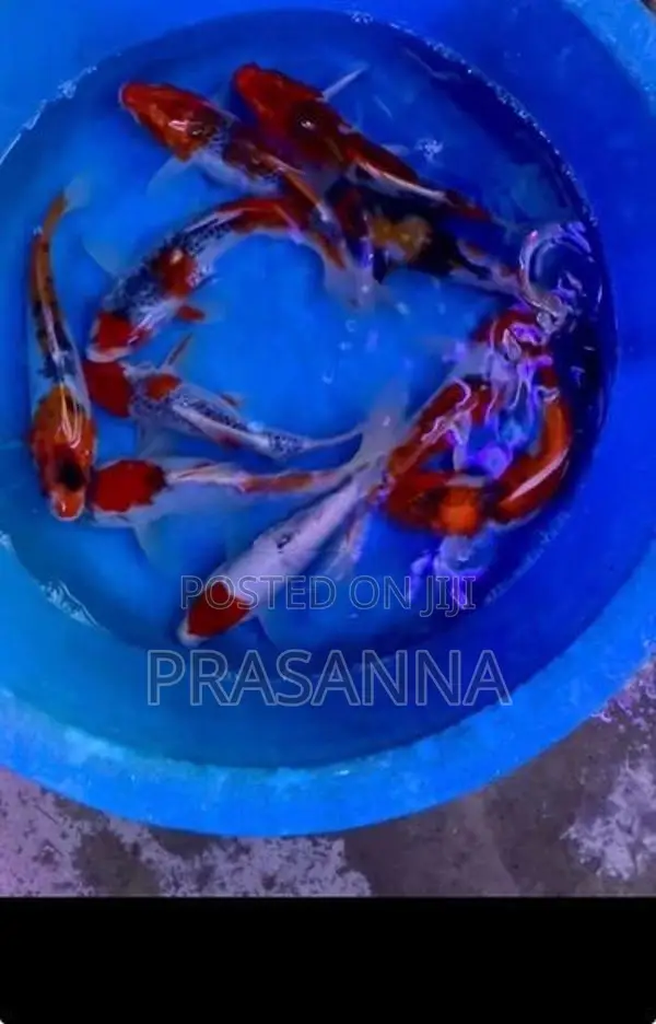 Koi Carp Fish
