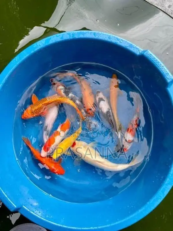 Koi Carp Fish
