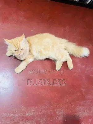 Persian Cat