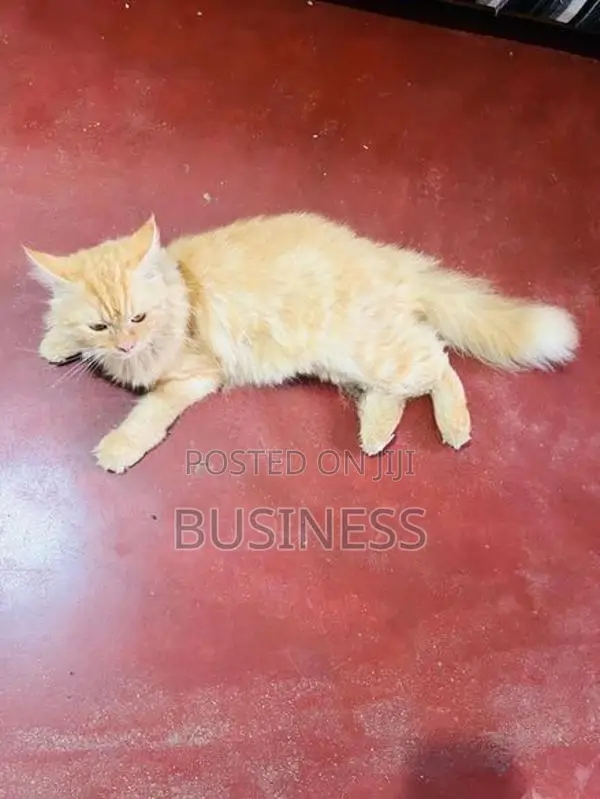 Persian Cat