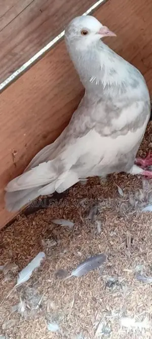 Pigeons