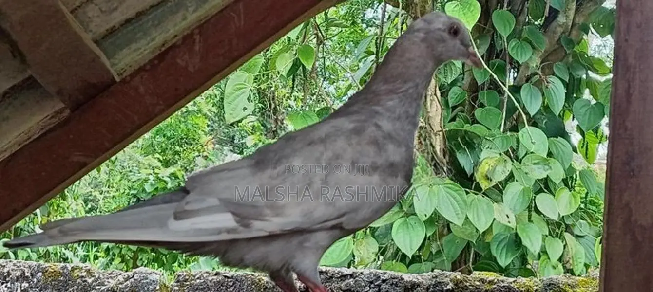 Pigeons