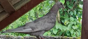 Pigeons
