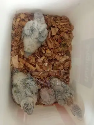 Red Factor Pineapple Conure Birds