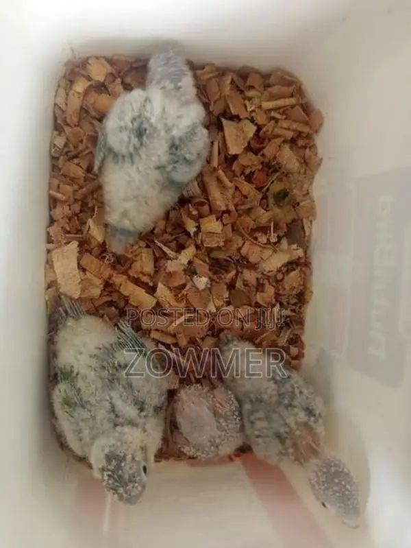 Red Factor Pineapple Conure Birds