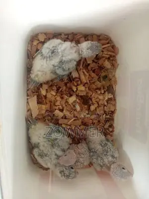 Red Factor Pineapple Conure Birds